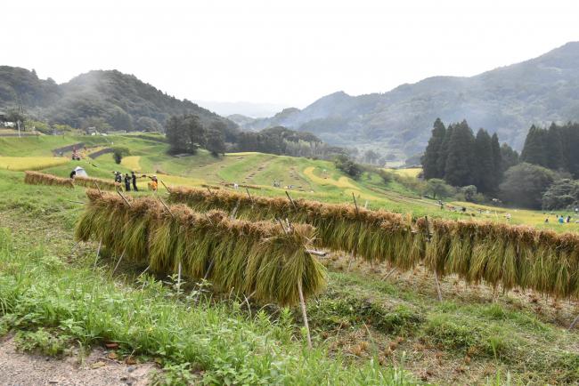 大山千枚田の写真
