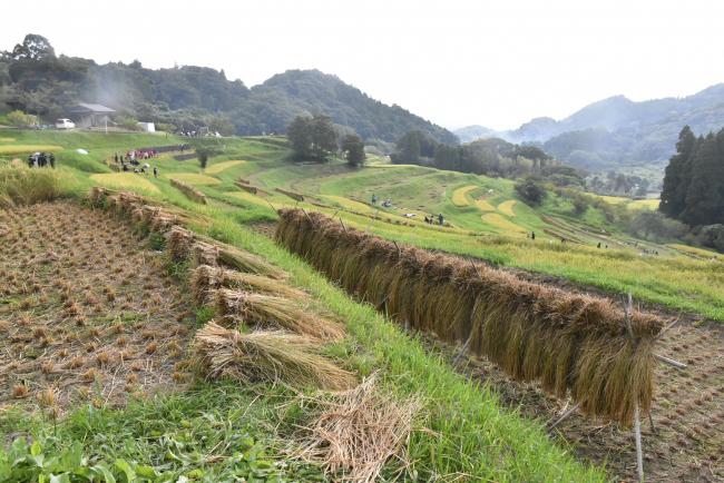 大山千枚田の写真