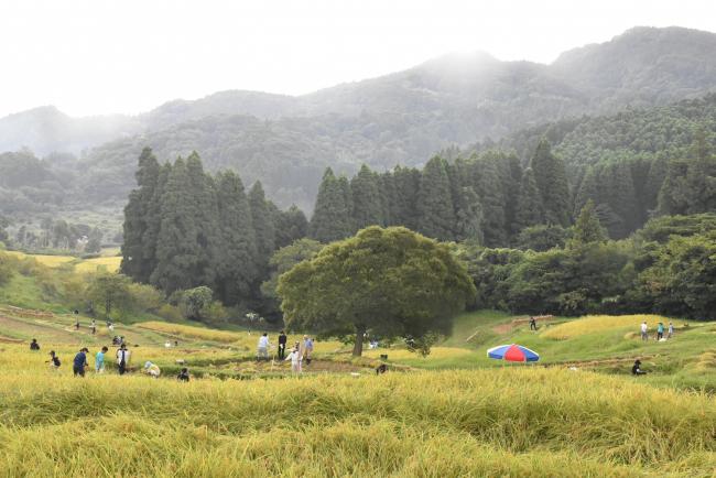 大山千枚田の写真