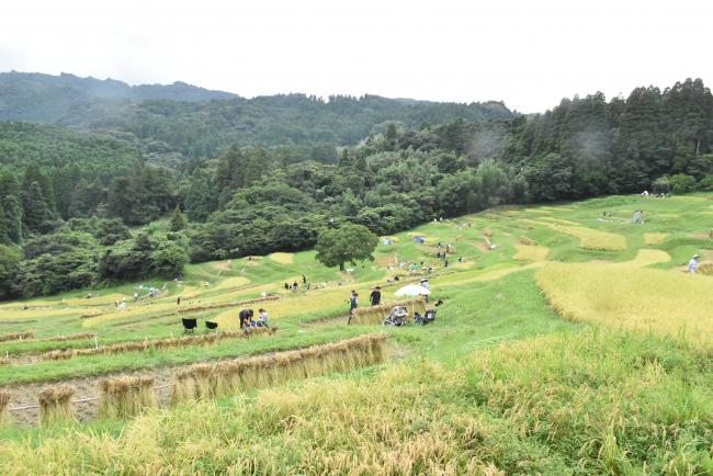 大山千枚田の写真