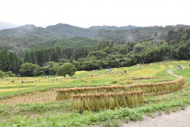 大山千枚田の写真