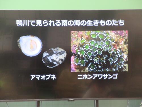 鴨川で見られる南の生き物たち