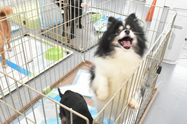 保護犬の写真