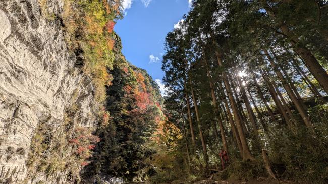 白岩の渓谷からの杉の写真