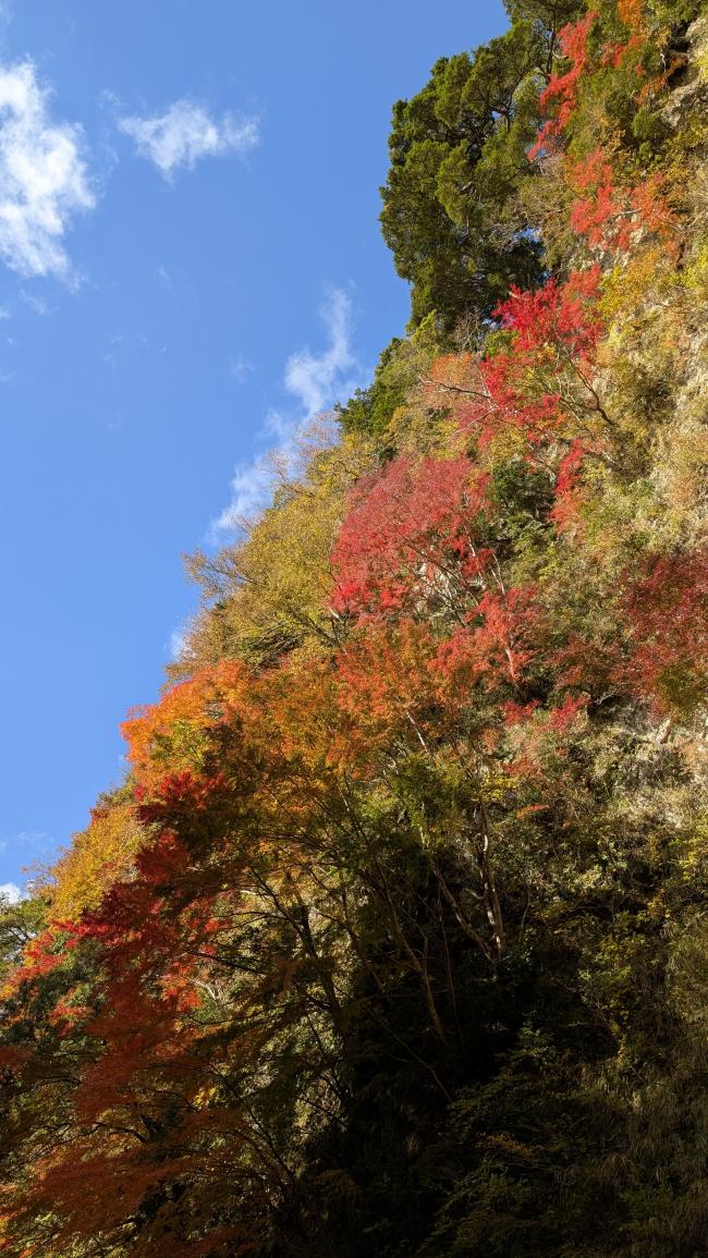 紅葉の写真