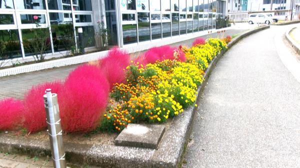 図書館前の花壇