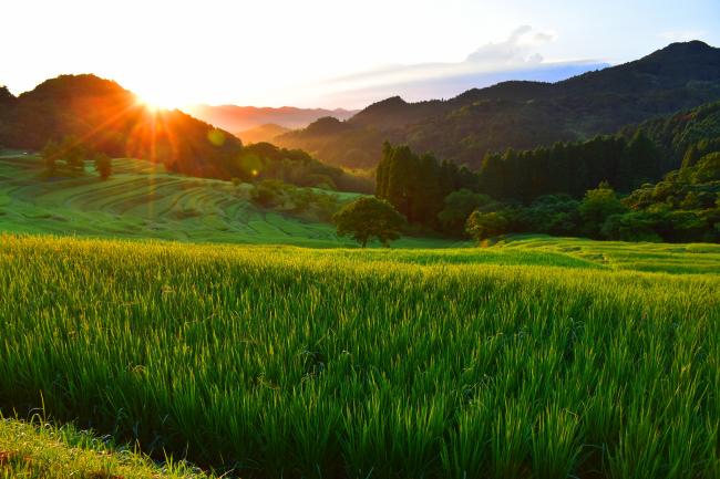 大山千枚田（夏）