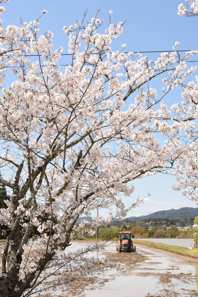 主基地区の桜と田植え