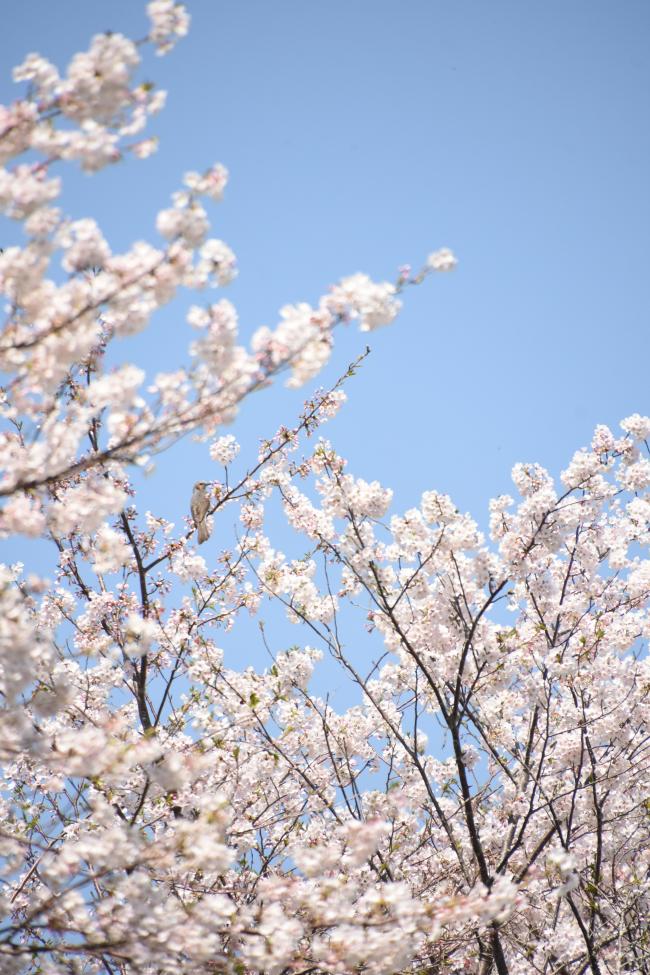 主基地区の桜