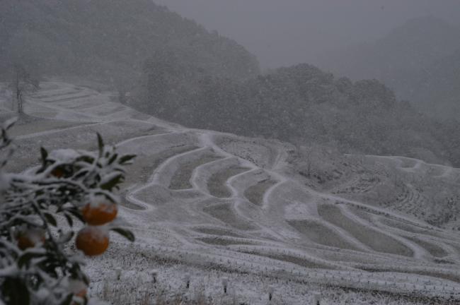 大山千枚田（冬）2