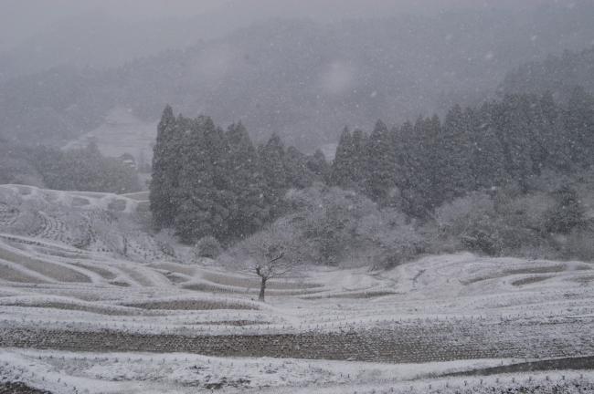 大山千枚田（冬）3