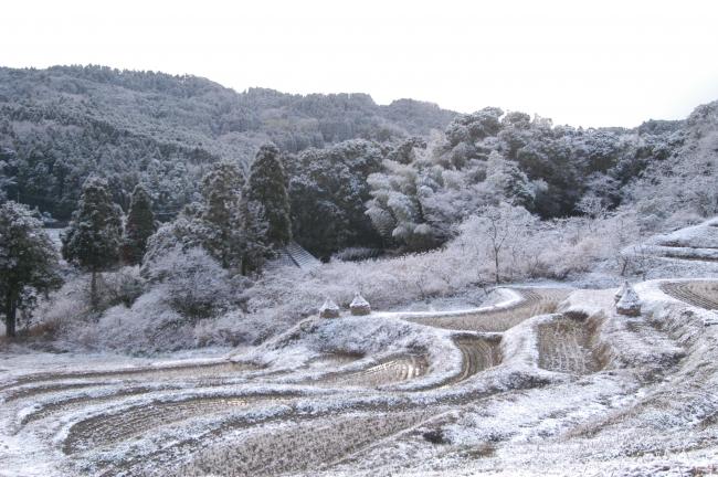 大山千枚田（冬）5