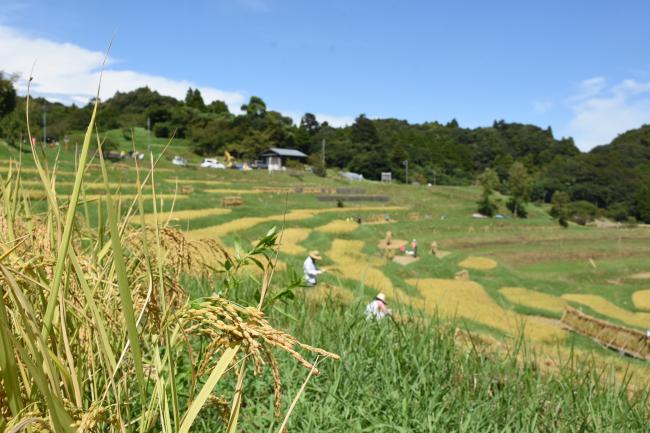 大山千枚田（秋）1