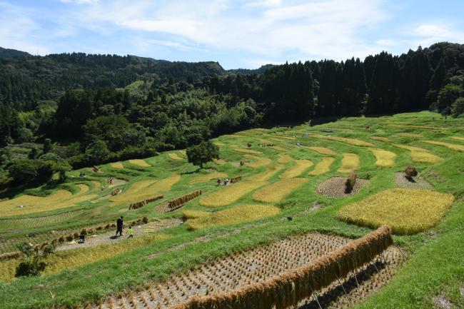 大山千枚田（秋）2