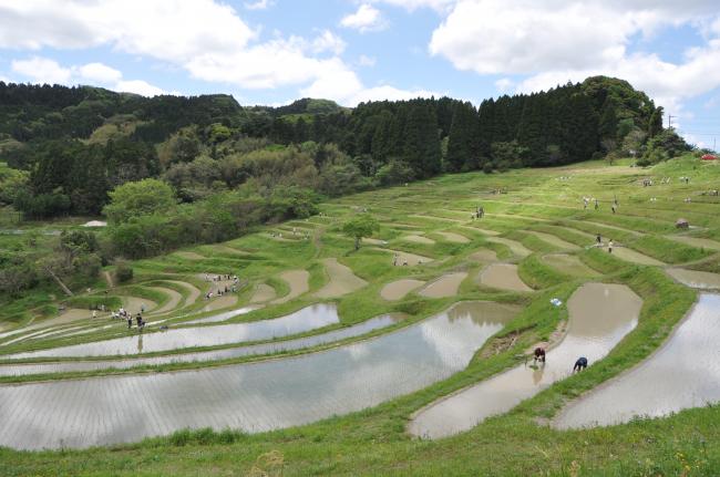 大山千枚田（春）1