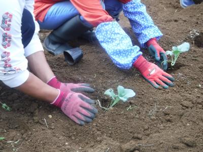 市民農園での定植作業