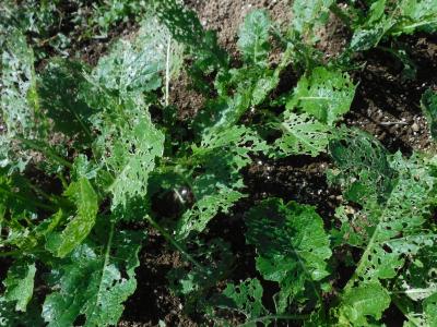 害虫の食害が進んだ聖護院カブ