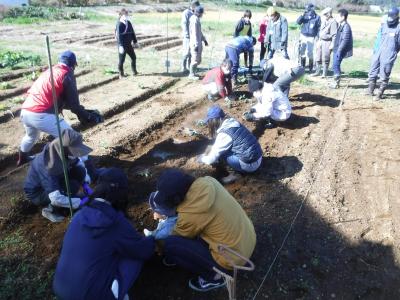 ソラマメの植付