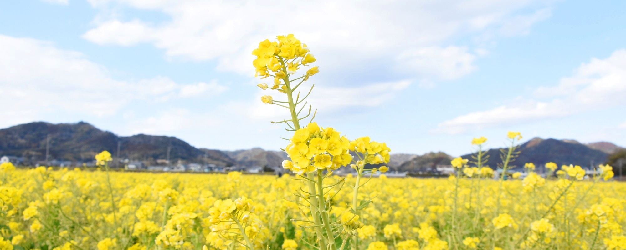 菜な畑ロード【例年1月上旬から3月上旬まで】