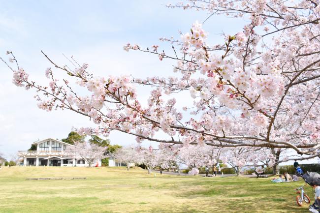 一戦場公園のサクラ1