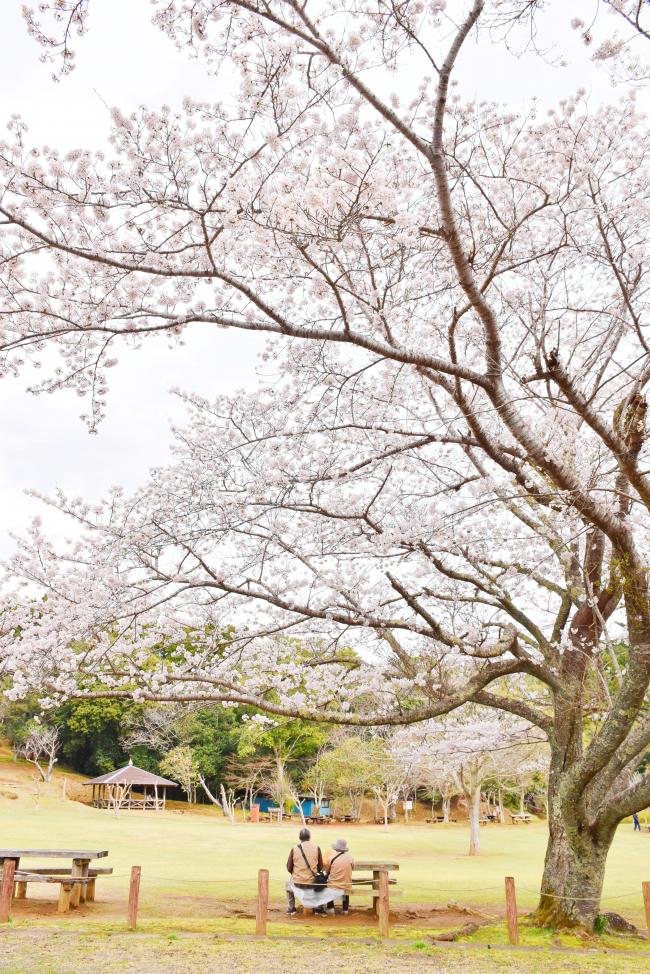 内浦山県民の森のサクラ1