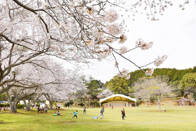 内浦山県民の森のサクラ2