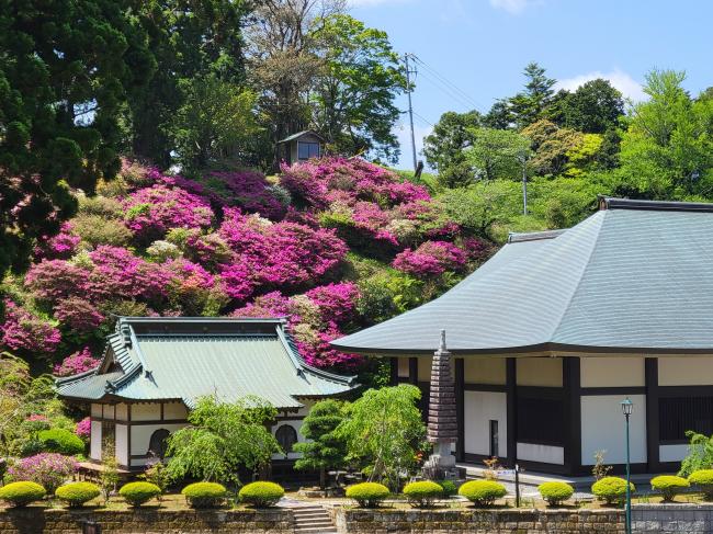 清澄寺・ツツジ1