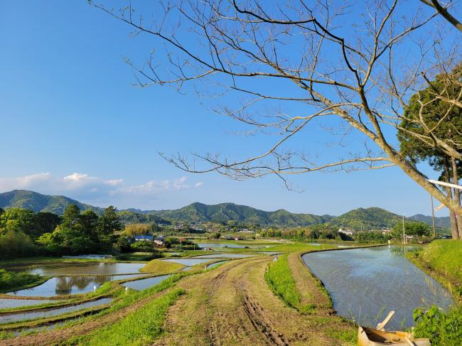 柿ノ木代棚田