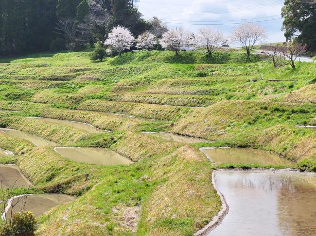 大山千枚田3