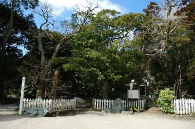 Prefectural Designated Natural Landmark ”Round Leaf Chisha Tree”