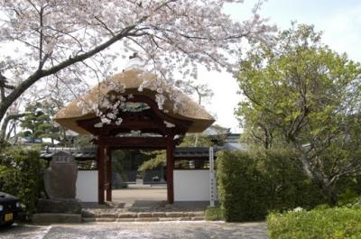 Cherry blossoms and the main gat of Eimeiji Temple