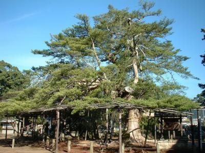 Sacred cedar tree at Kyoninji Temple