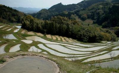 Rice terraces in Spring