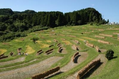 Rice terraces in Fall
