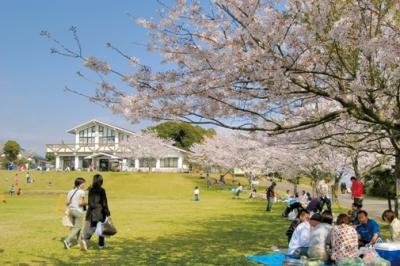 Cherry blossoms in bloom at Issemba Park 