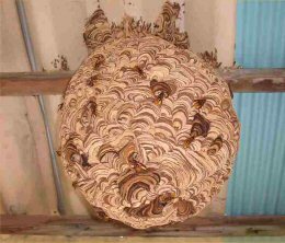 スズメバチ類の巣（秋頃）
