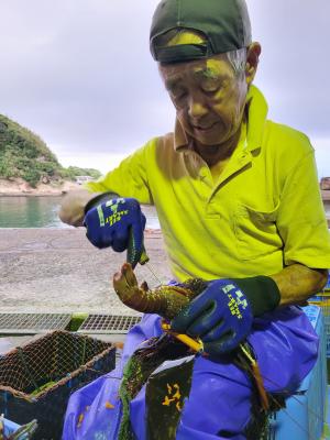 イセエビを網から外す山本さん