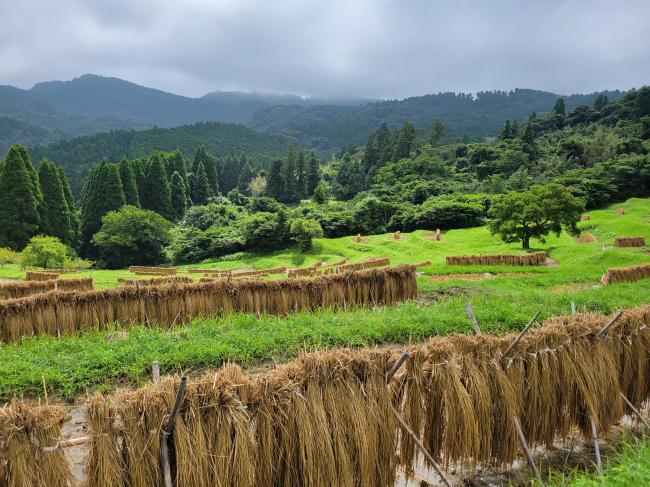 大山千枚田2022秋2