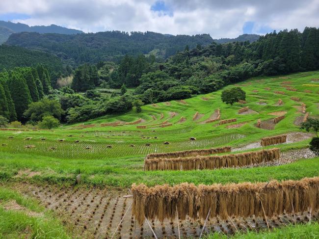 大山千枚田2022秋3