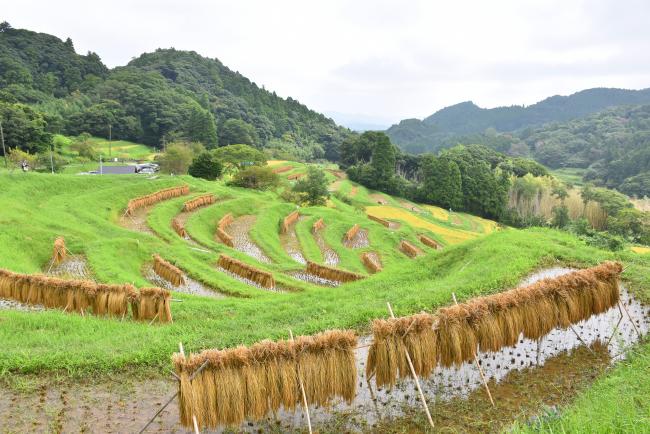 大山千枚田2022秋4