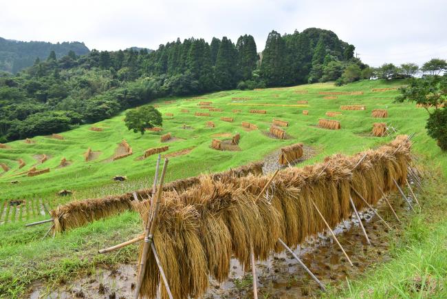 大山千枚田2022秋5