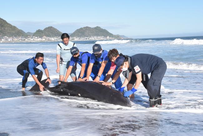 クジラの救出