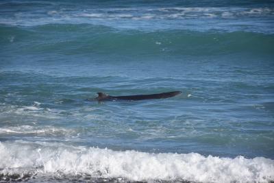 沖に向かうもすぐ戻ってきてしまうクジラ