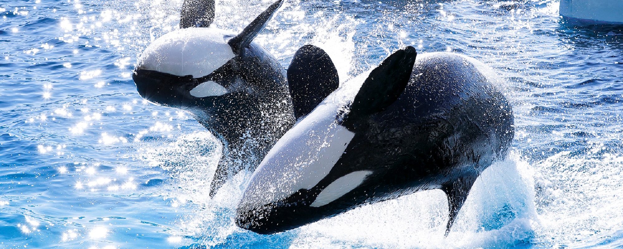 海の世界との出会い「鴨川シーワールド」