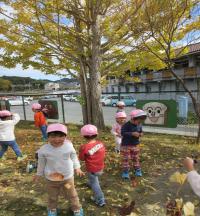 11月12日　イチョウの葉っぱ見～つけた！（園庭）サイズ変更