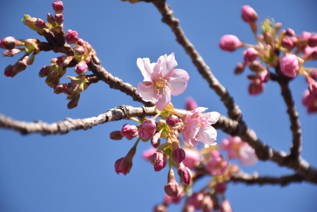 河津桜が見ごろ