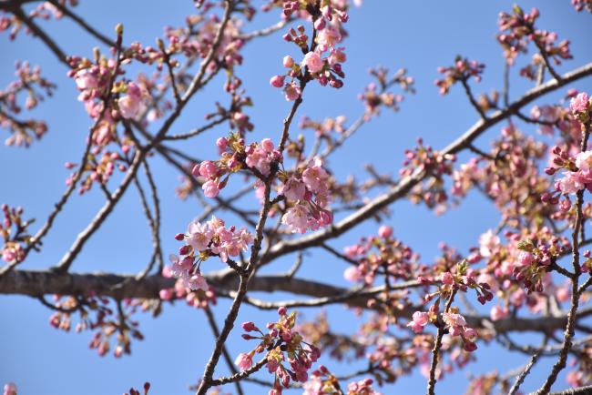 河津桜の写真