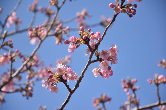 河津桜の写真