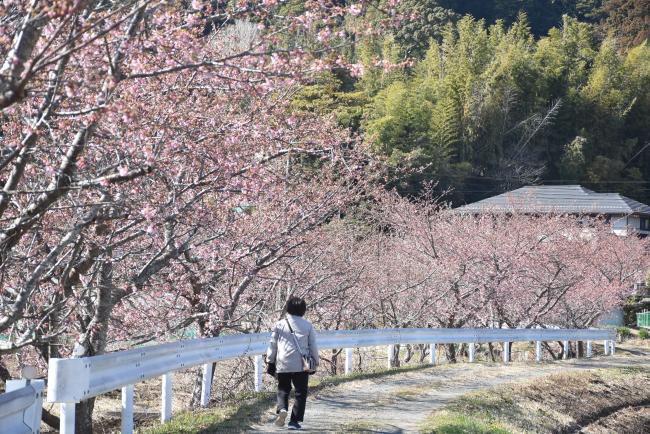 待崎川沿いを歩く近隣住民と桜の写真