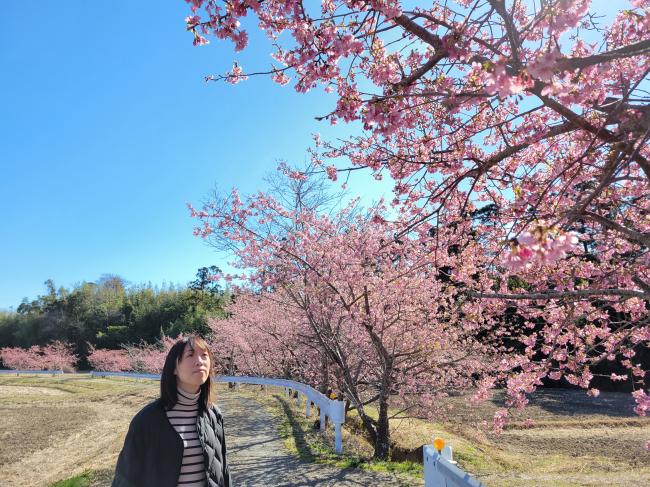 河津桜が満開